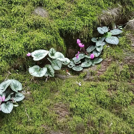 Casa Contadina 公寓 *