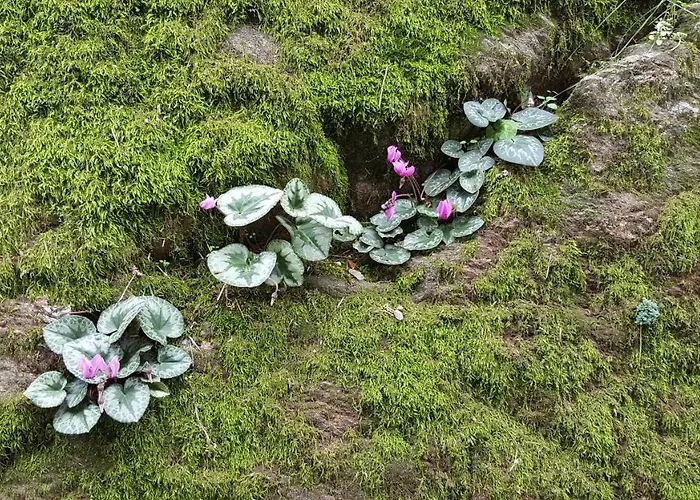 Casa Contadina דירה *